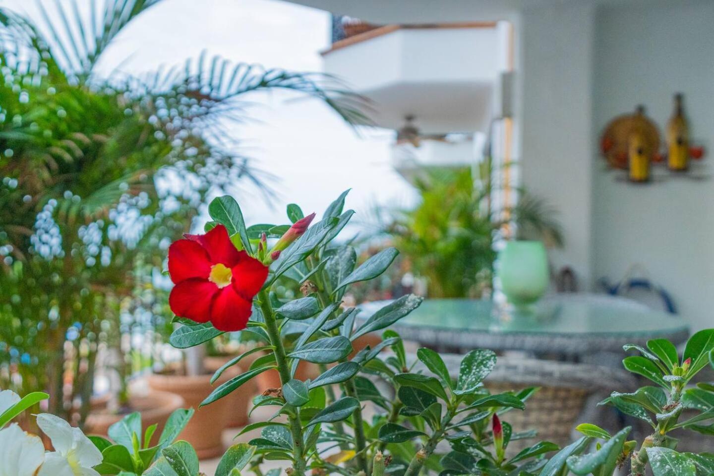 Muertos Escape Puerto Vallarta