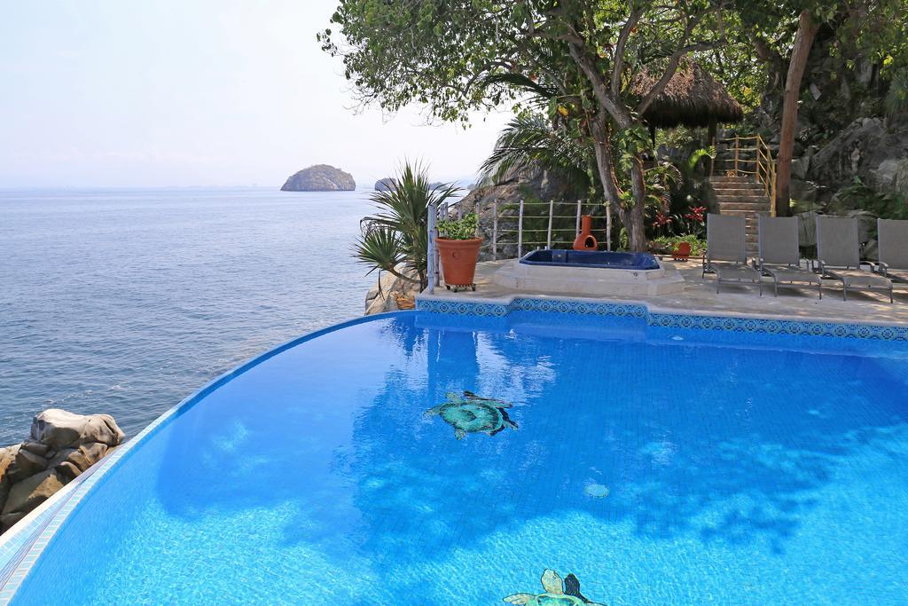 Tortugas En Puerto Vallarta