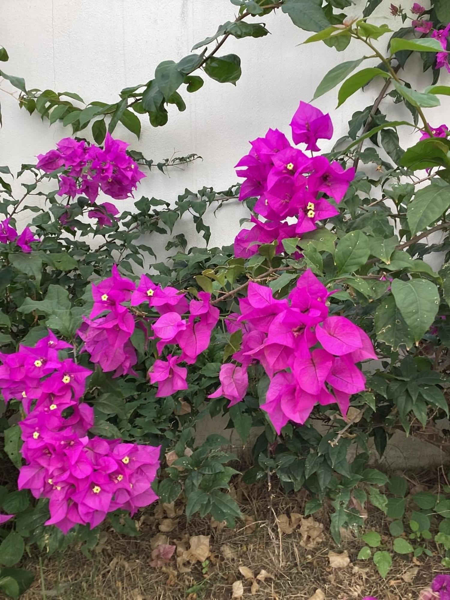 El Jardin Escondido Ixtapa *