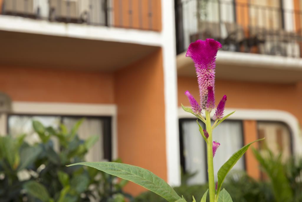 Flamingo Vallarta & Marina Hotel 4*