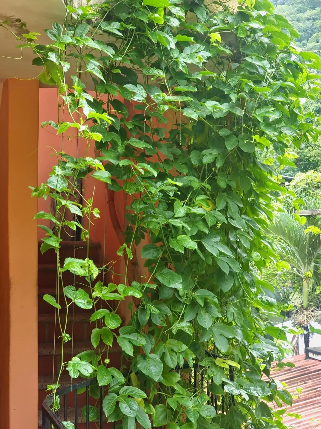 Aparthotel La Pacifica