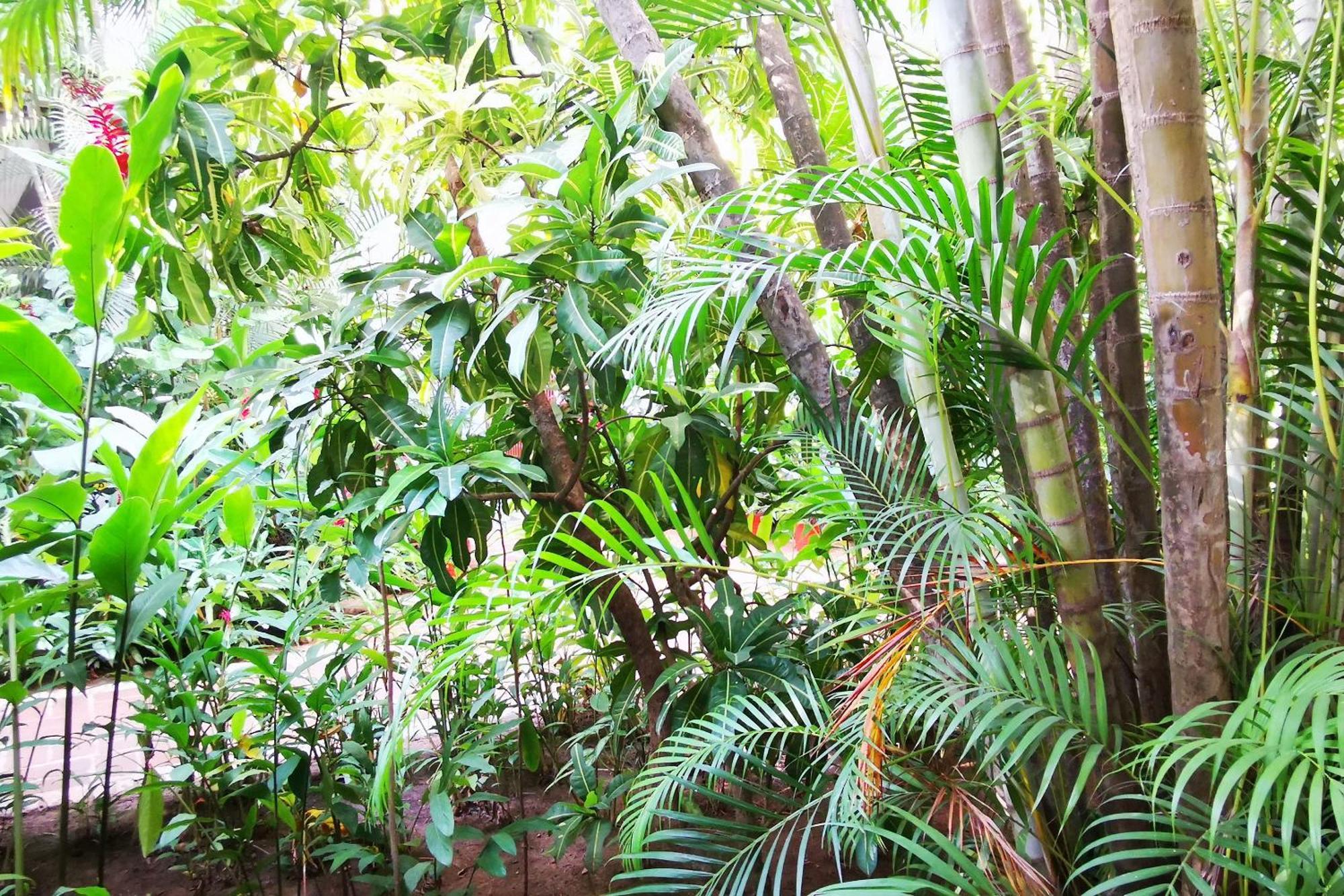 Apartment Cozy Tropical Oasis Close To Beach And Shops
