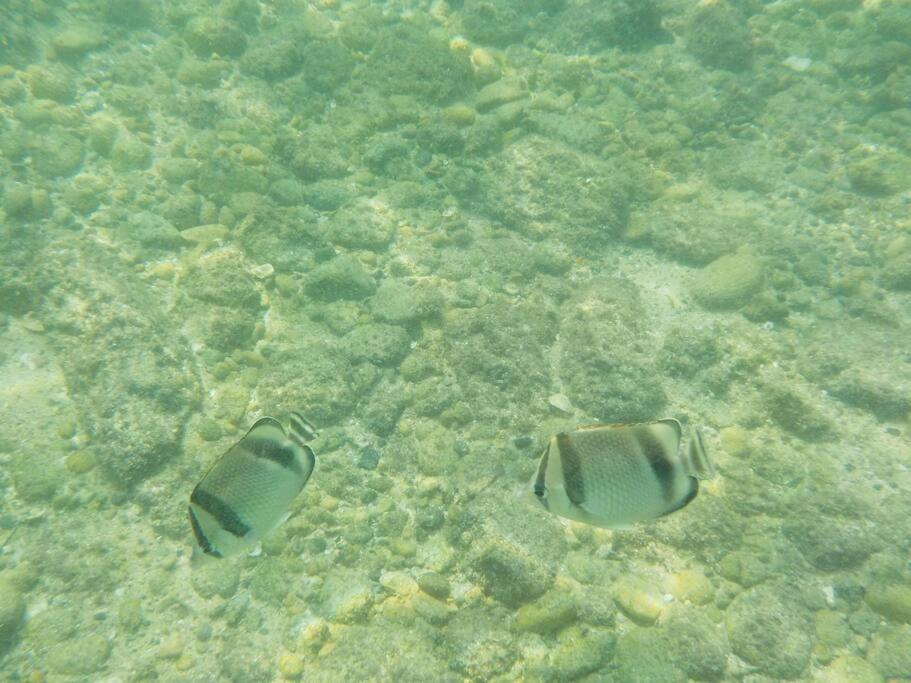 Apartment Casa Celestial - Beachfront Ocean View - Snorkelling Onsite!