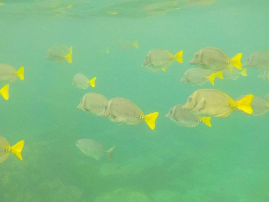Apartment Casa Celestial - Beachfront Ocean View - Snorkelling Onsite!