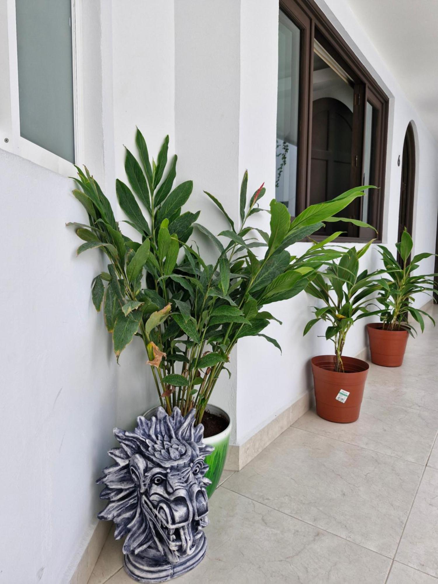 Apartment Casa Galeria Puerto Vallarta