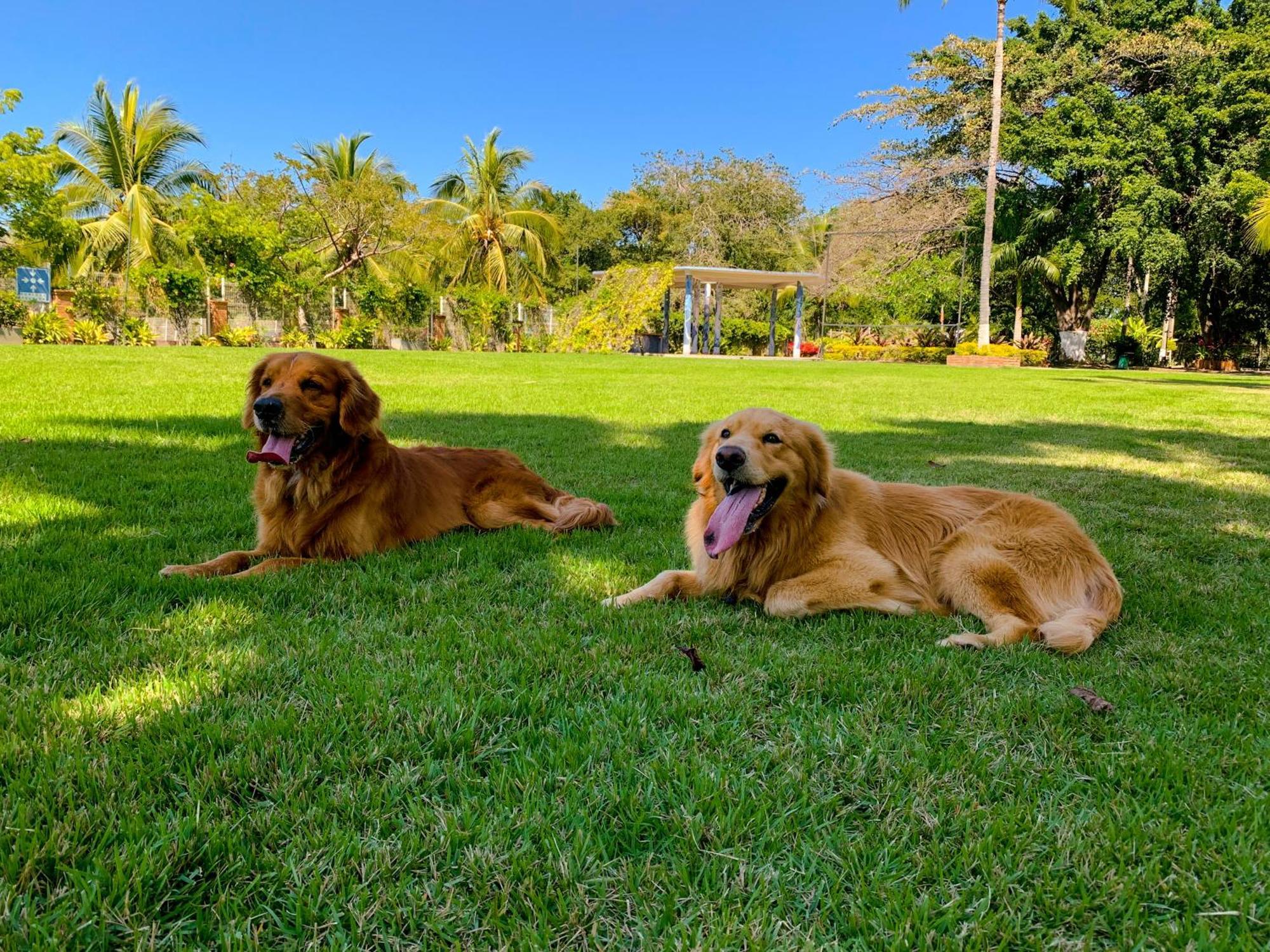 Puerto De Luna Pet Friendly&family Hotel Puerto Vallarta