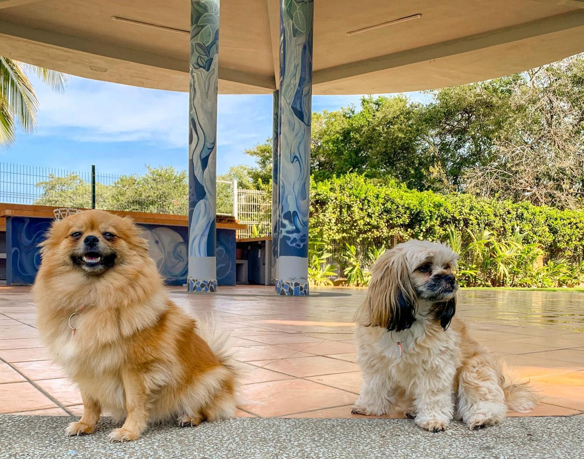 Puerto De Luna Pet Friendly&family Puerto Vallarta