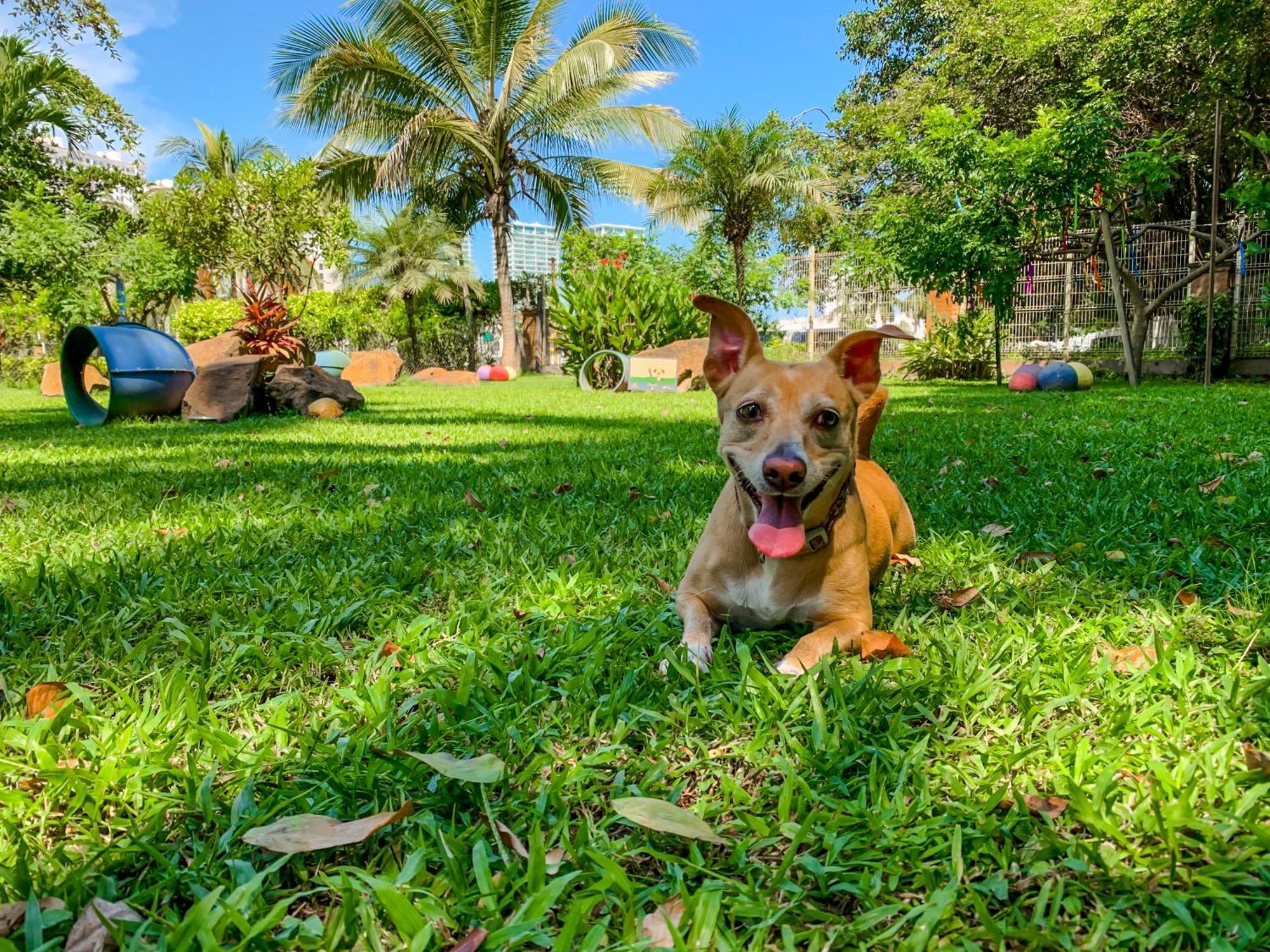 Puerto De Luna Pet Friendly And Family Hotel Puerto Vallarta