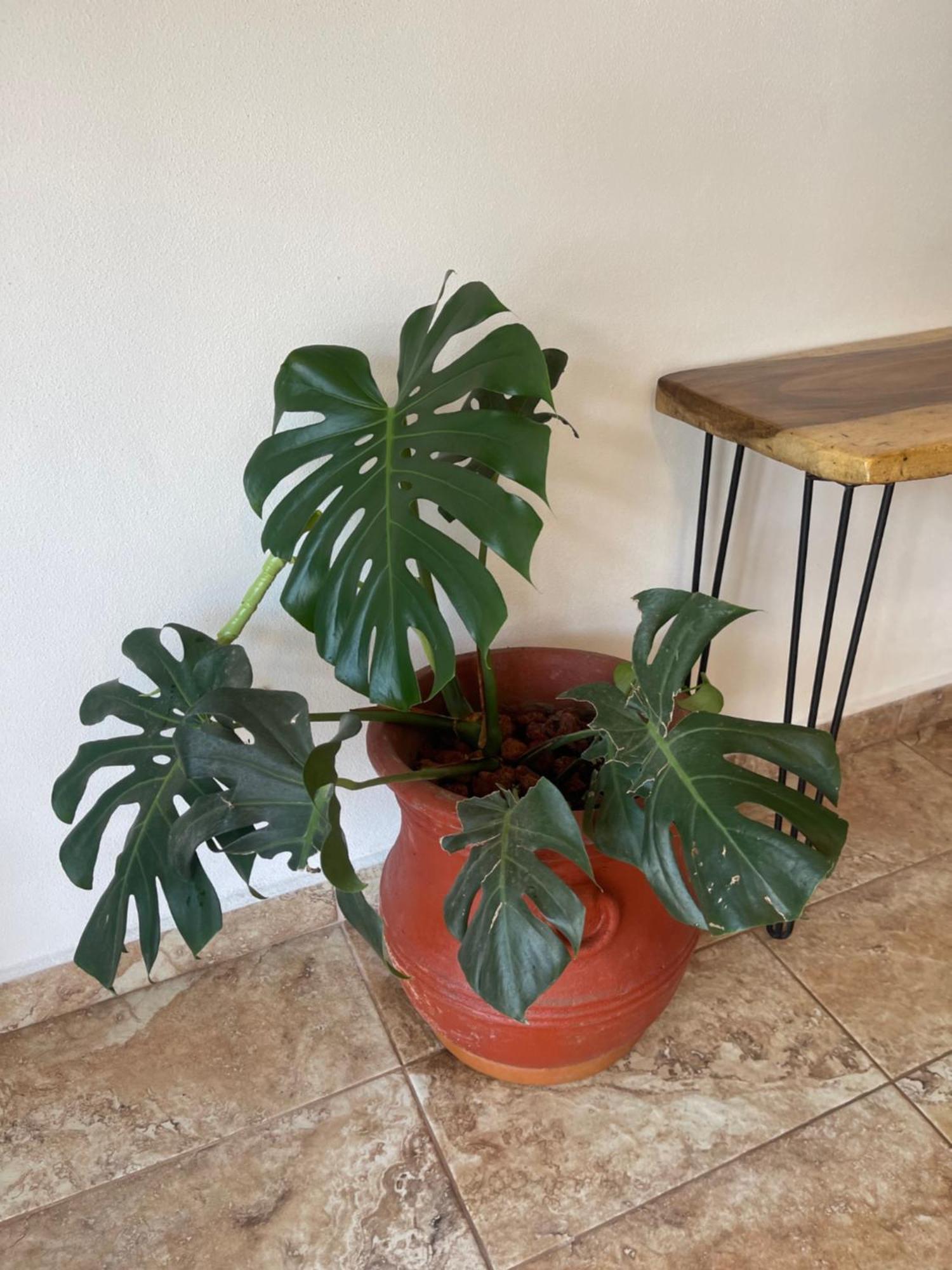 Apartamento Spanish Moon Pv Puerto Vallarta